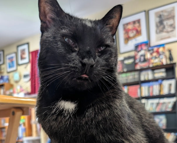 Finding Hope for Ecco: The Fight of a Sweet Black Cat’s Life