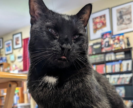 Finding Hope for Ecco: The Fight of a Sweet Black Cat’s Life